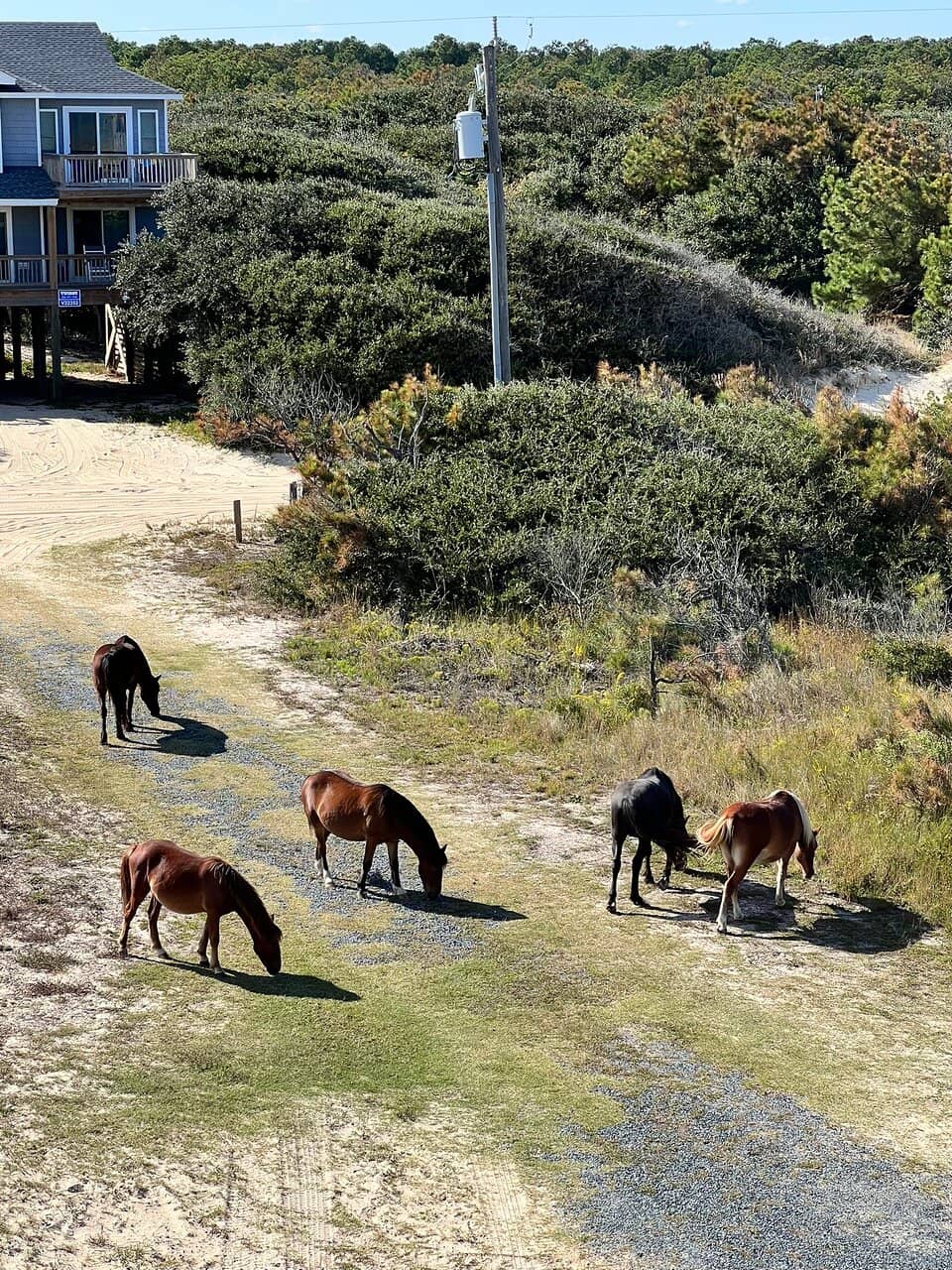 Wild Horse Sightings