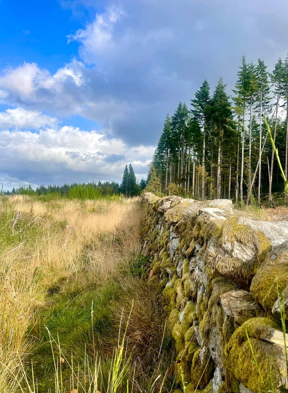 Wild Blueberries & Heather