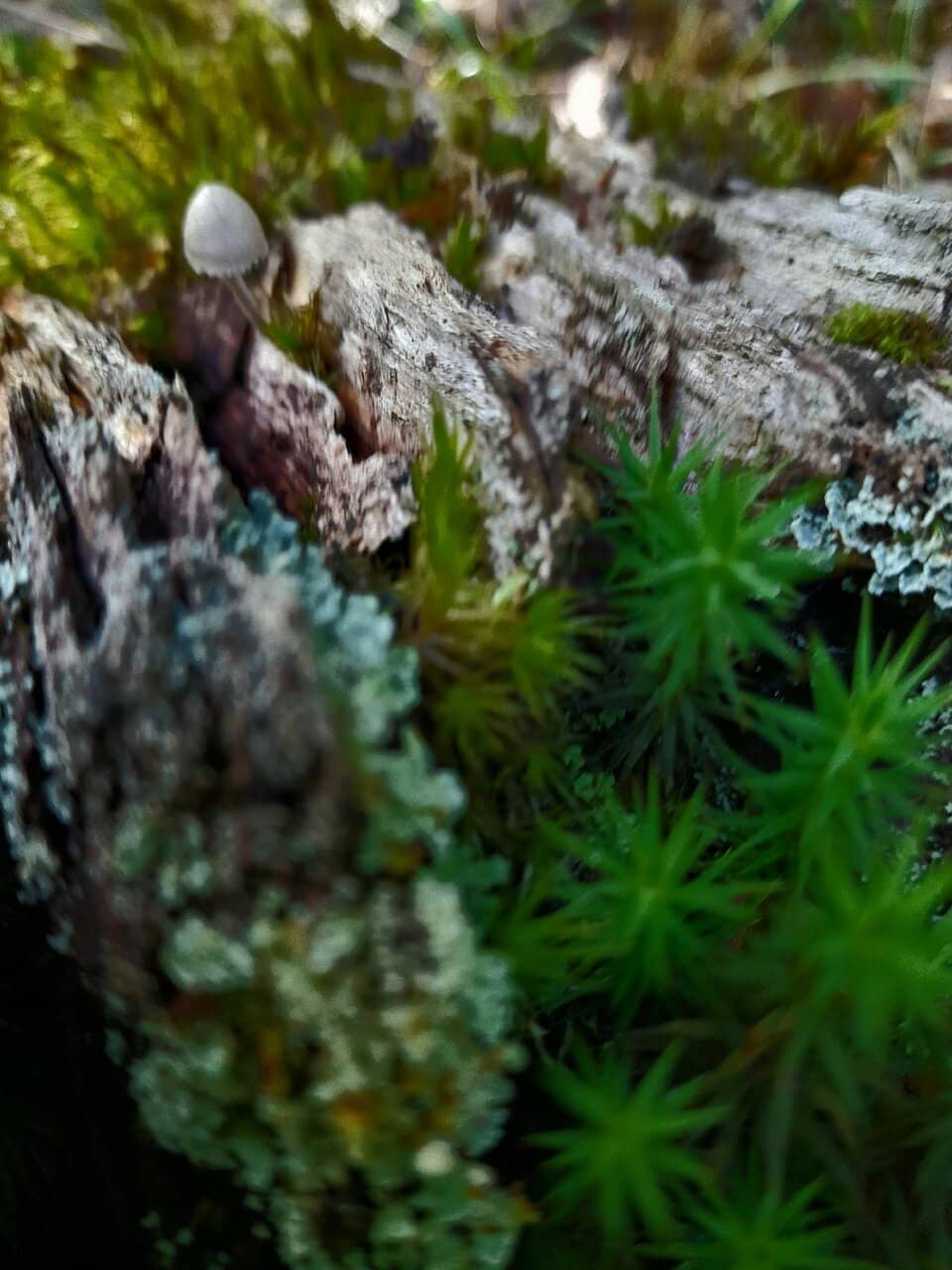 Enchanting Woodland Walks
