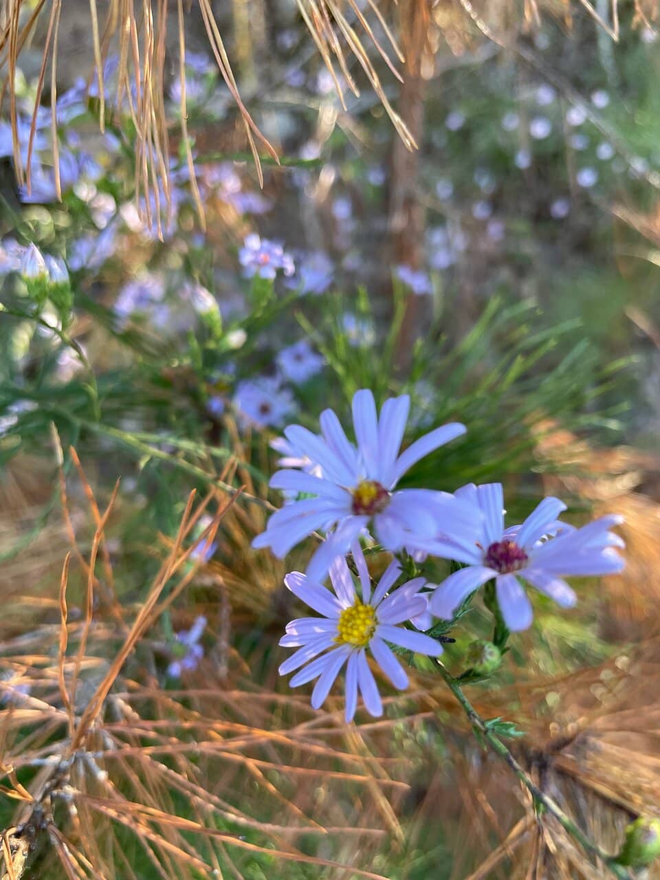 The Friends Trail Loop