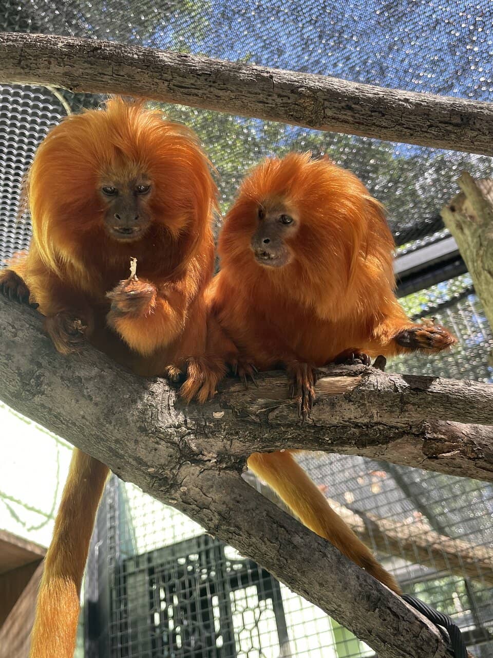 Giant Anteater Encounter