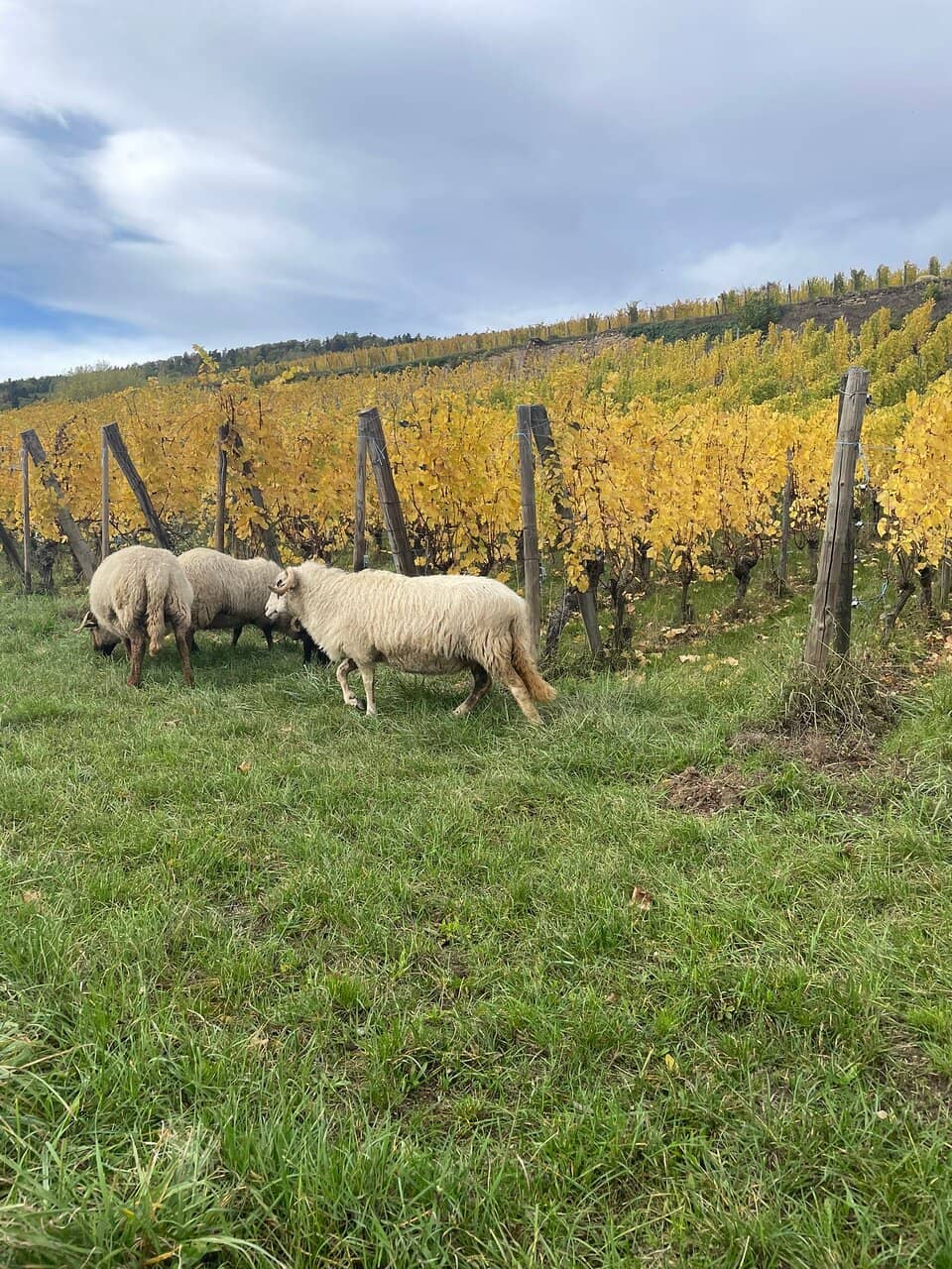 Spectacular Vineyard Vistas