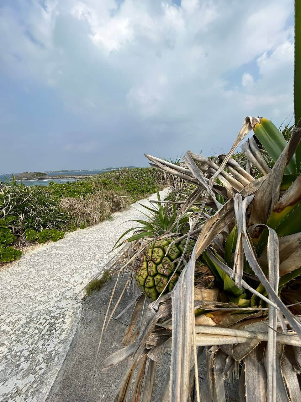 Rugged Coastal Cliffs