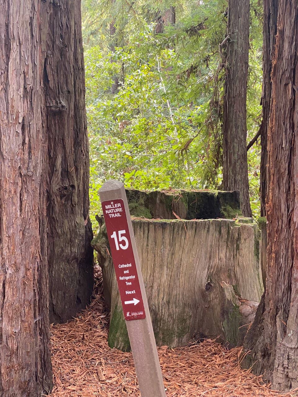 Banana Slug Spotting