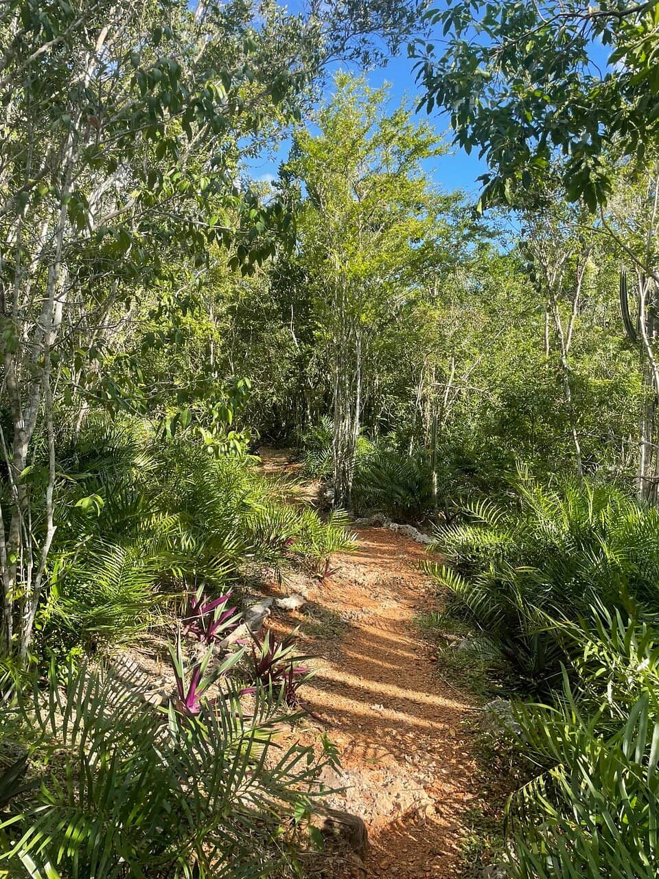 Refreshing Cenote Swim