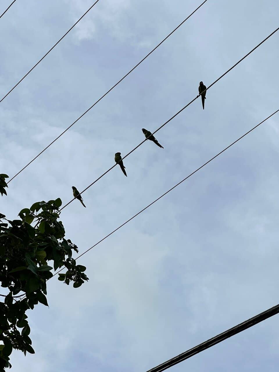 Scenic Cycling and Jogging Route