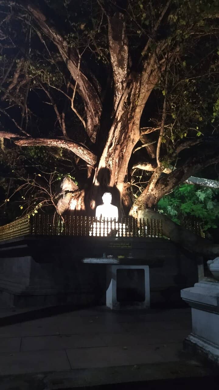 Serene Buddha Statues