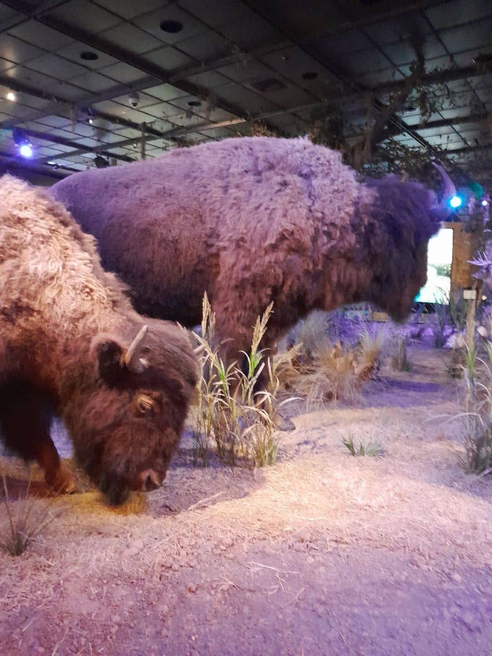 Periodic Table Exhibit