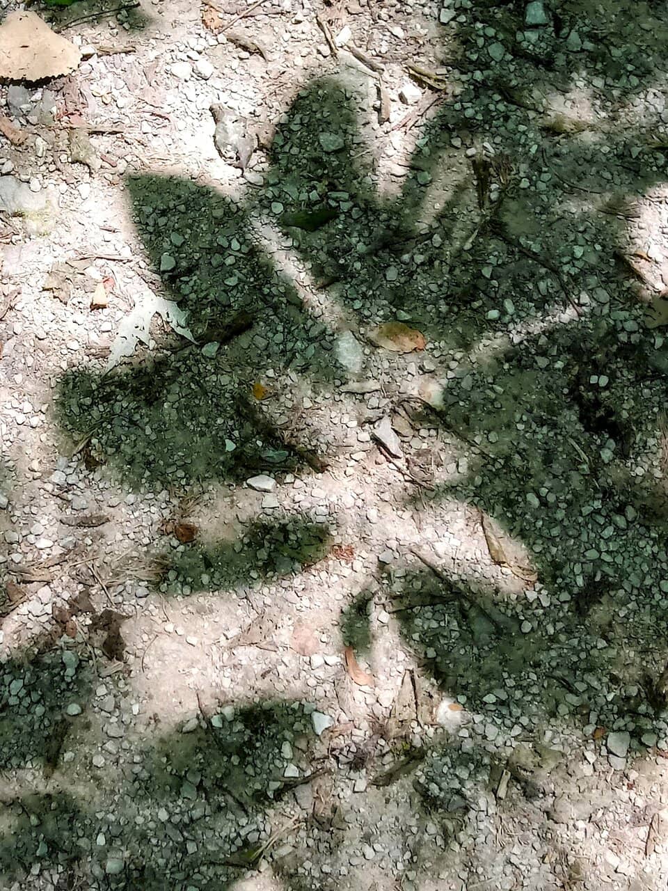 Arboretum Exploration