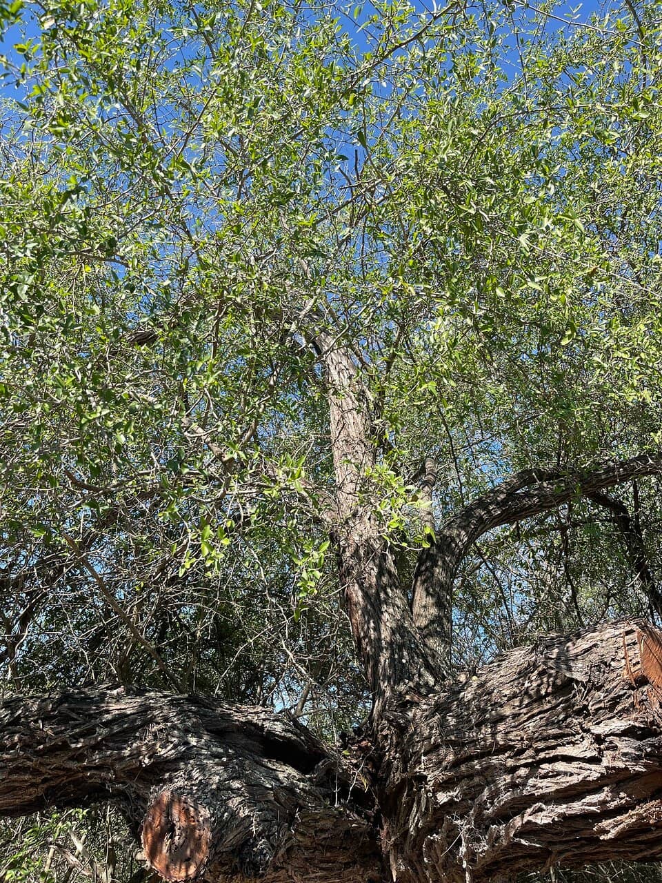 Resaca Bird Watching