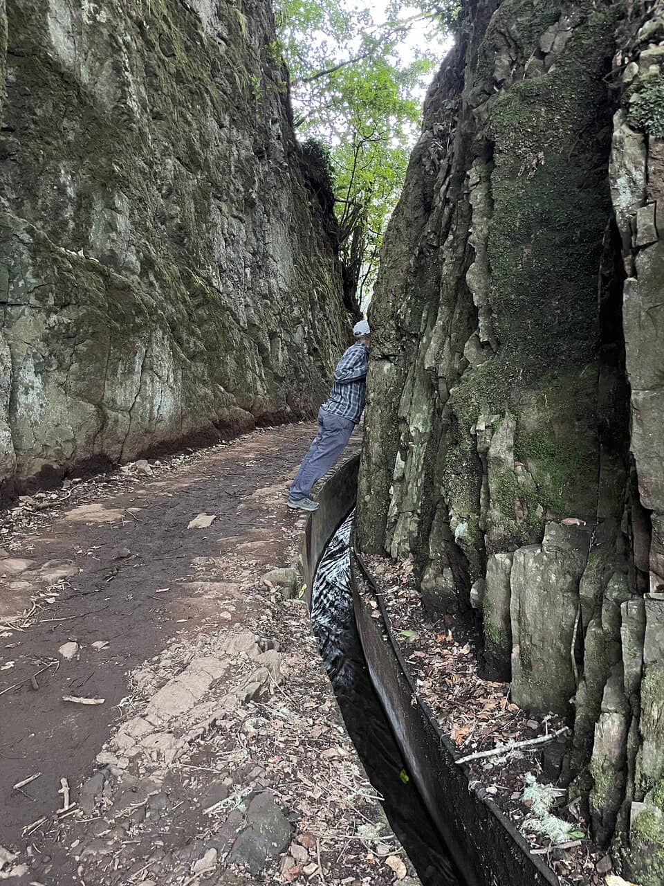 Enchanting Laurel Forest