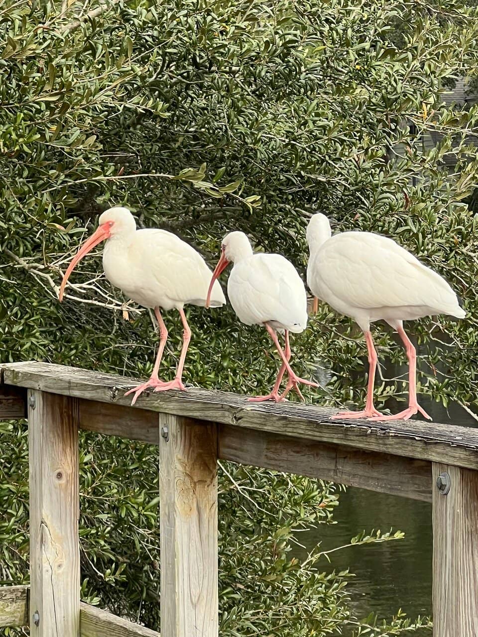 Native Plant Gardens