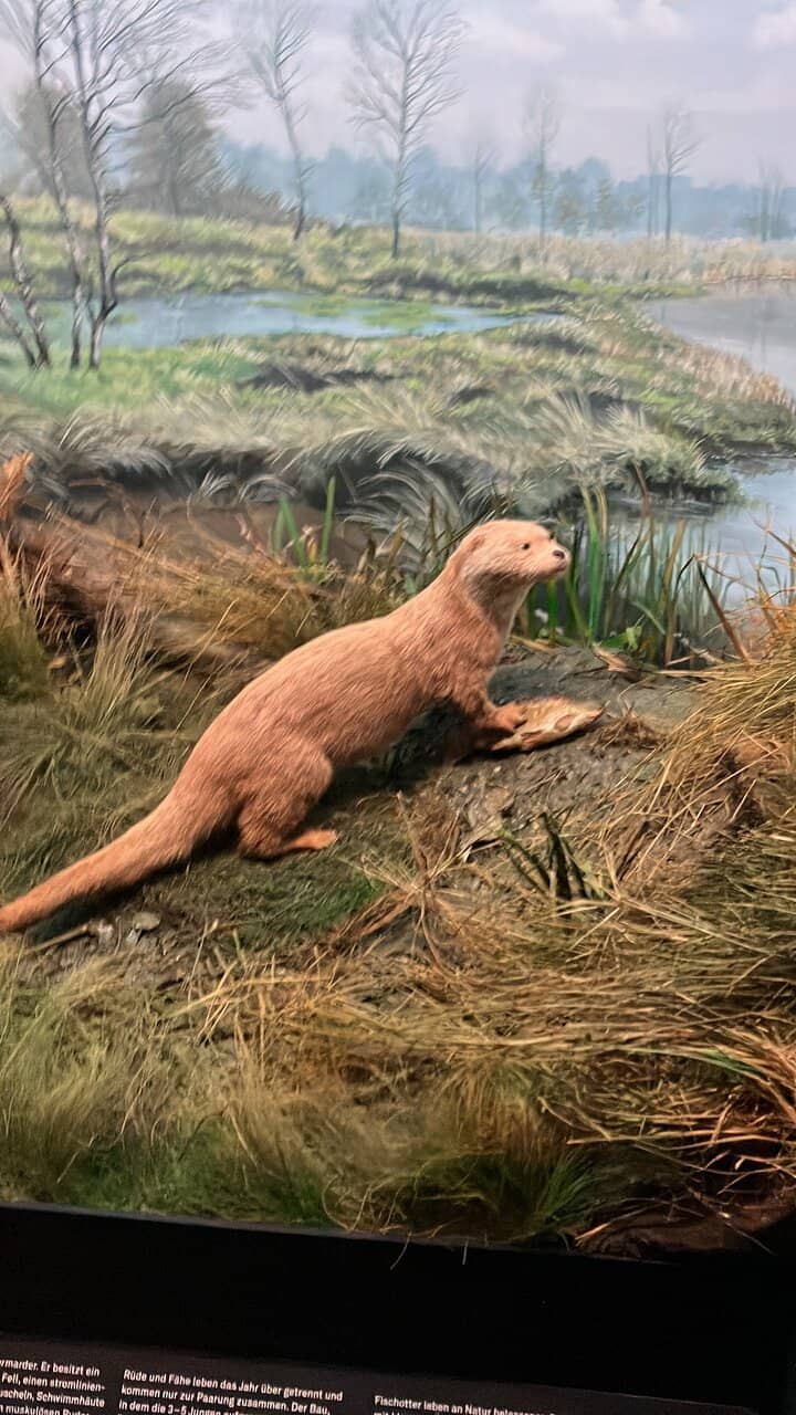 Geology & Mineral Collections