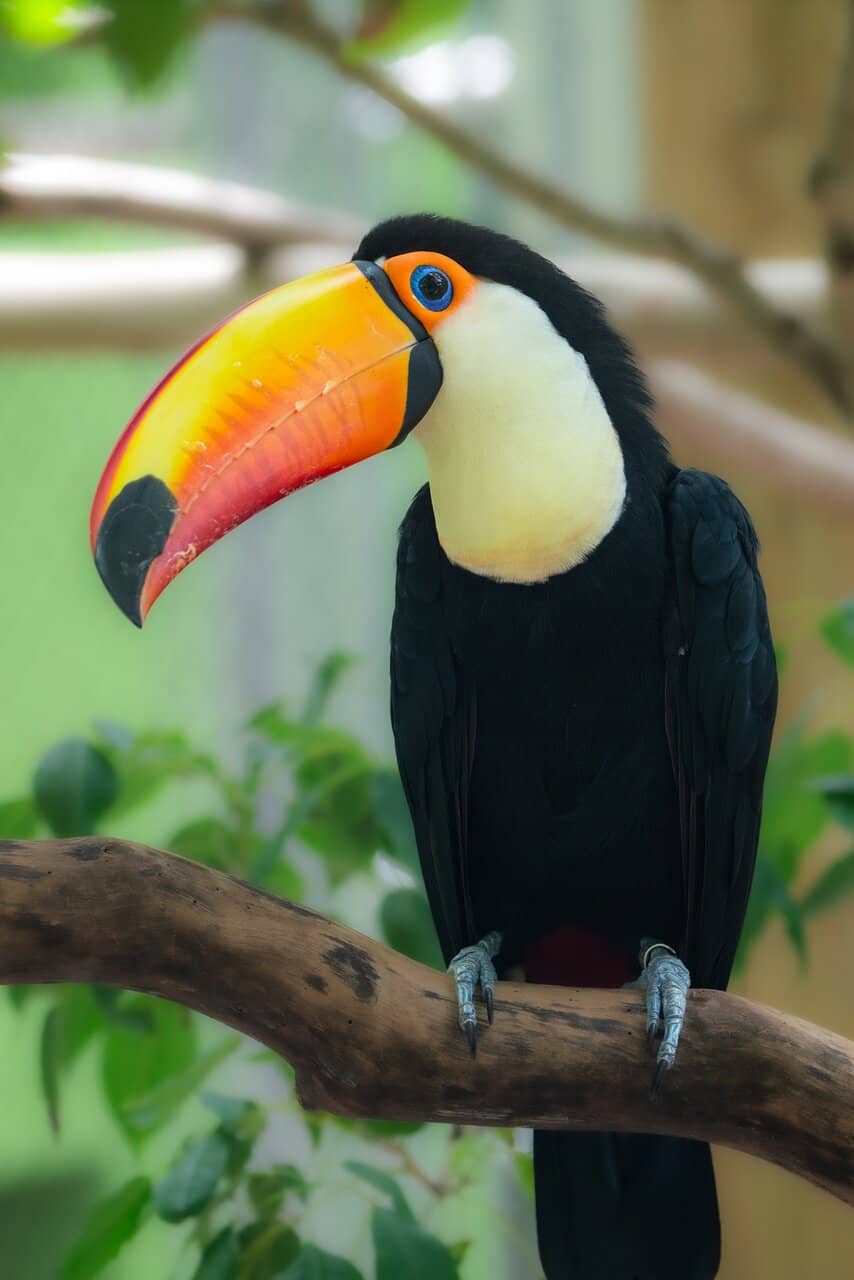 Primate Expedition Cruise