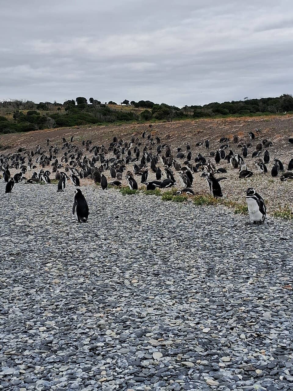 Scenic Tierra del Fuego Landscape
