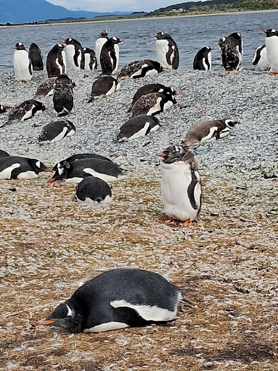 Penguin Colony Visit