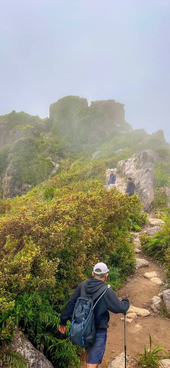 Kauaeranga Kauri Trail