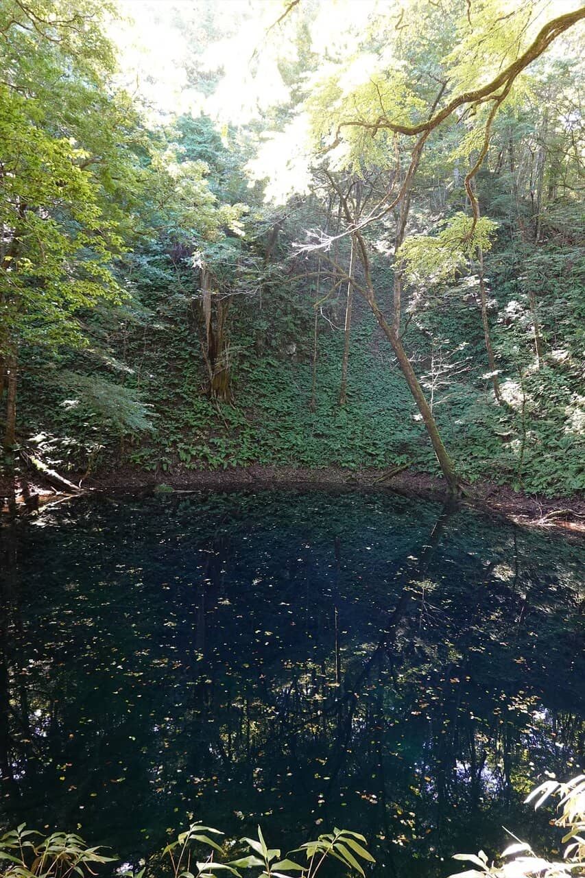 Forest Walking Trails