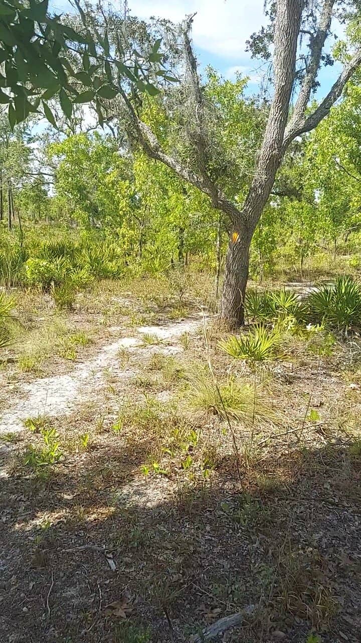 Bald Eagle Nesting Site