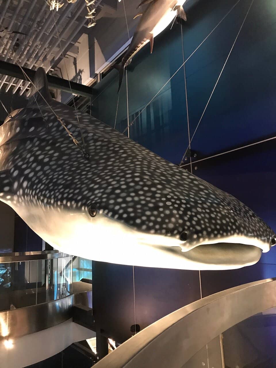 Marine Life Exhibits