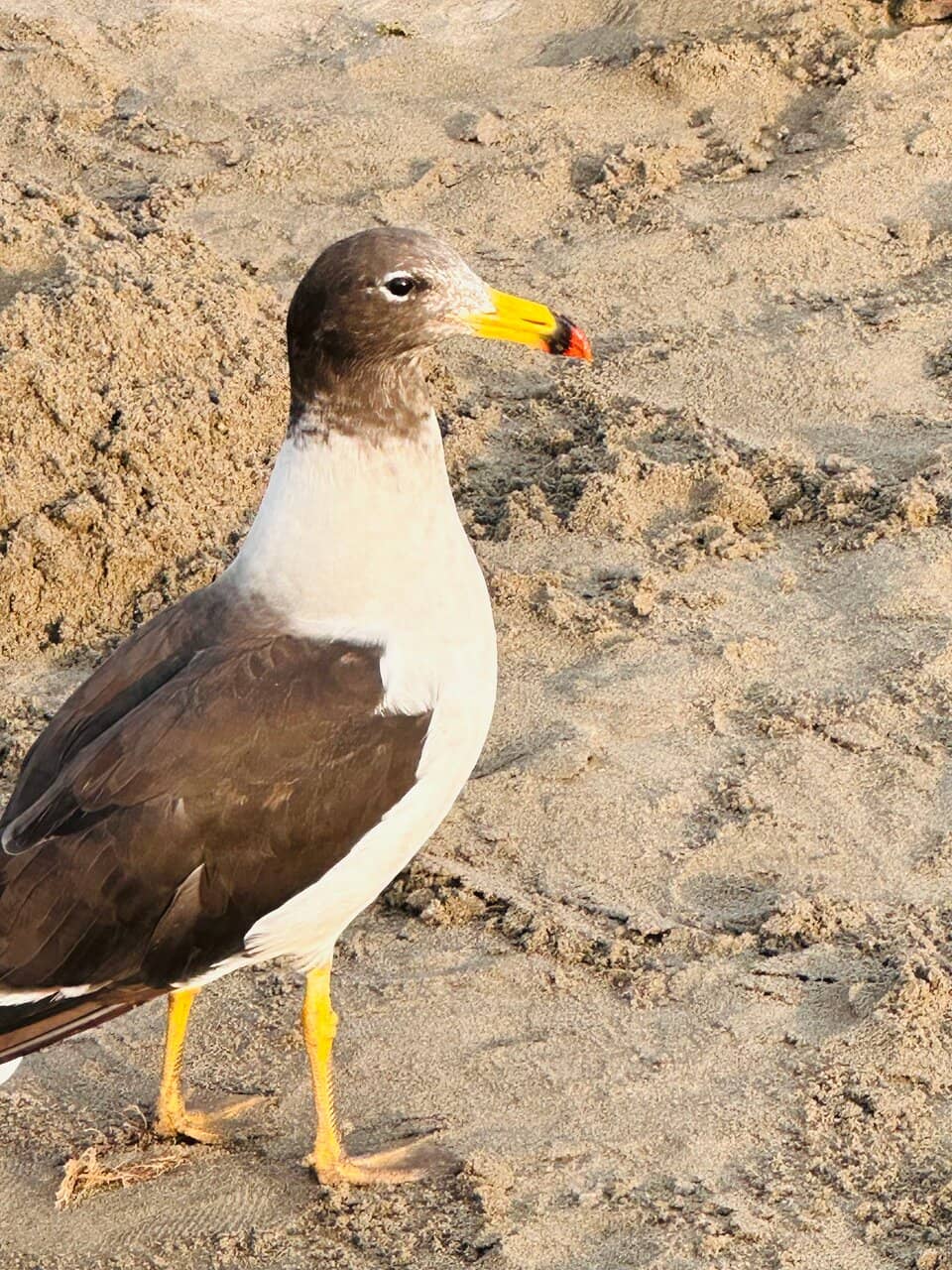 Calm Waters for Swimming