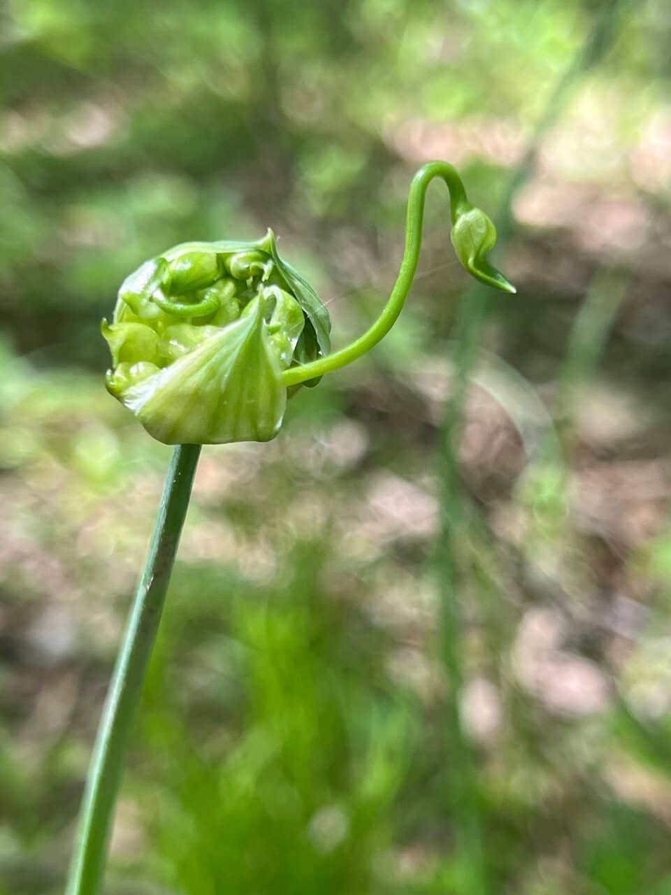1880s Prairie Village