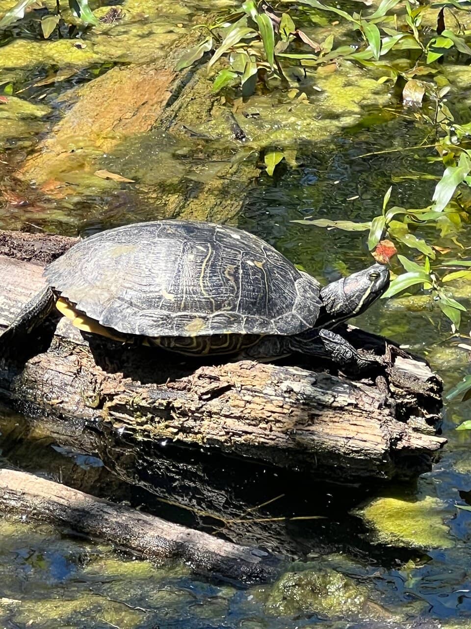 Nature Trails & Wildlife Sanctuary