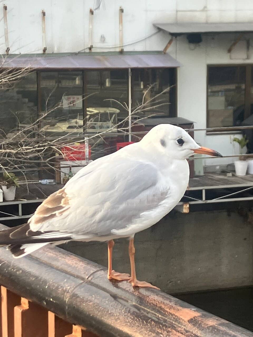 Ooka River Cherry Blossoms