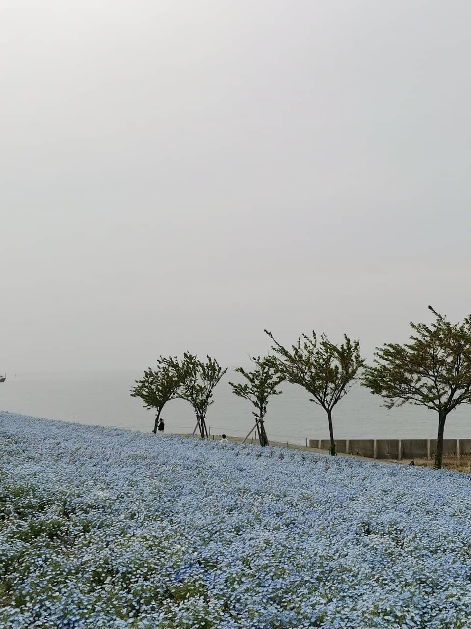 Nemophila Fields