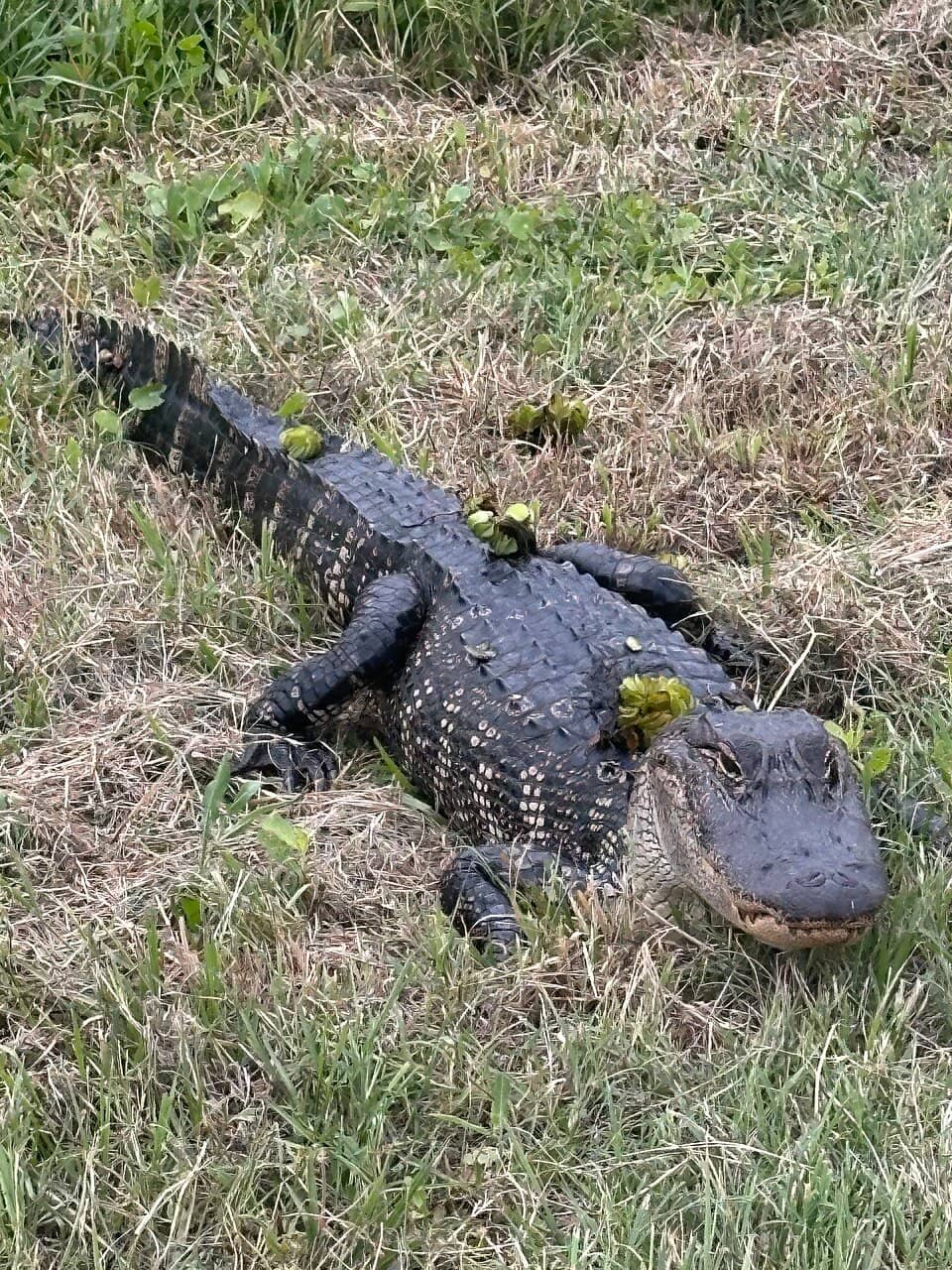 Interactive Cajun Environmental Displays