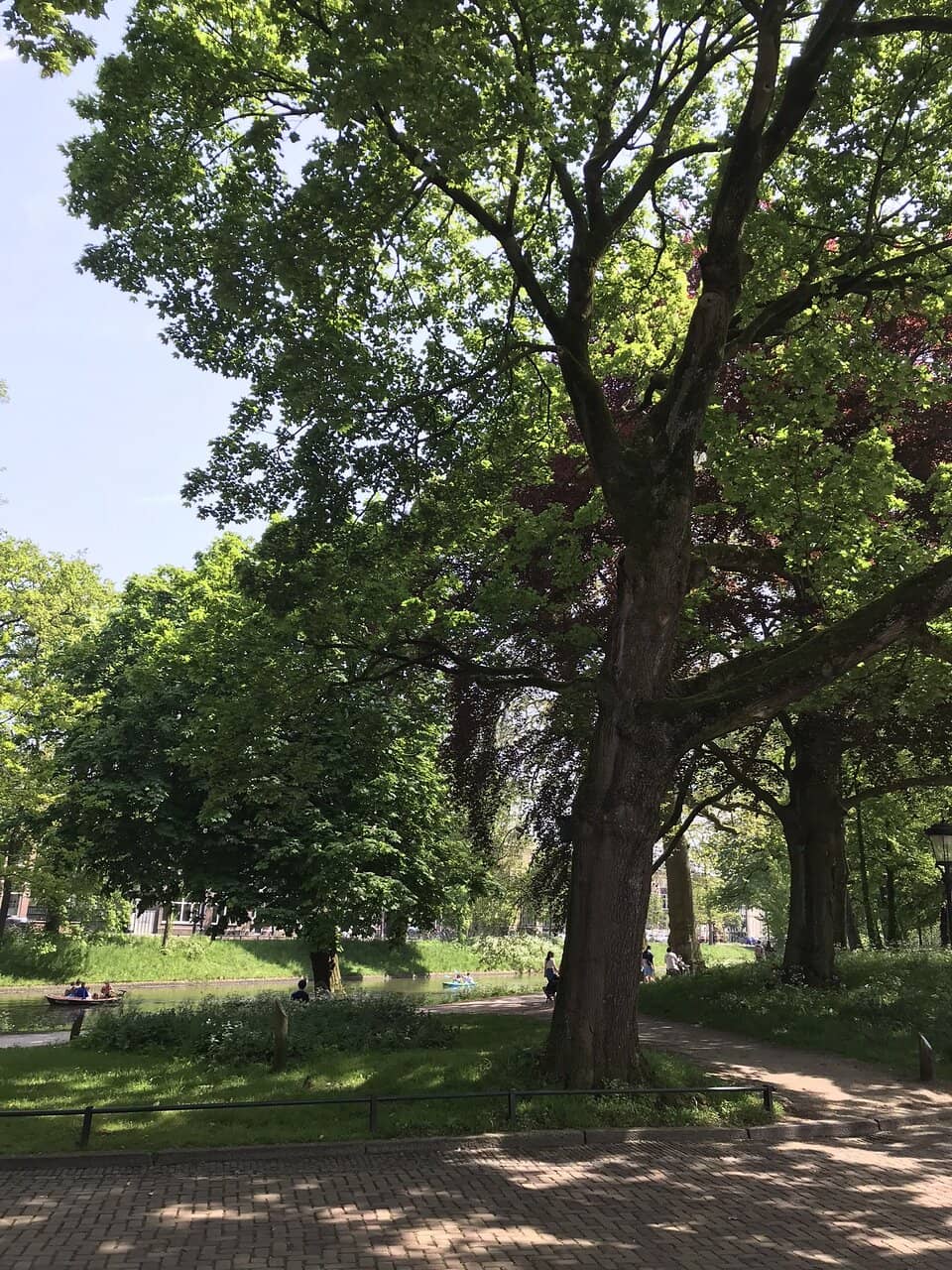 Ancient Tree Collection