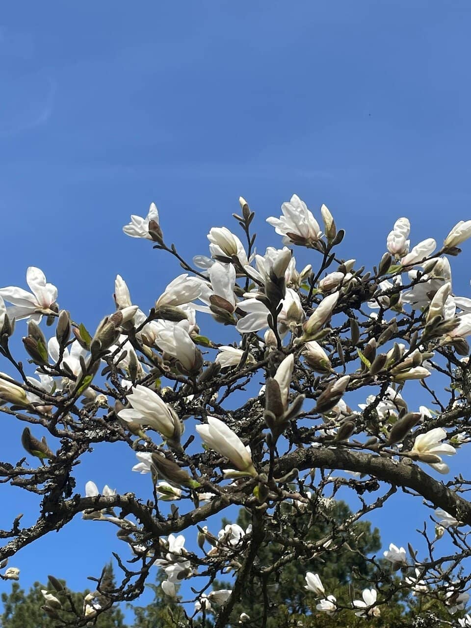 Seasonal Light & Music Show