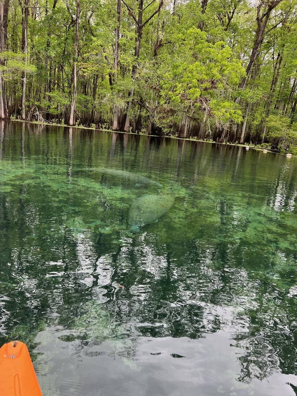 Manatee Encounters (Seasonal)