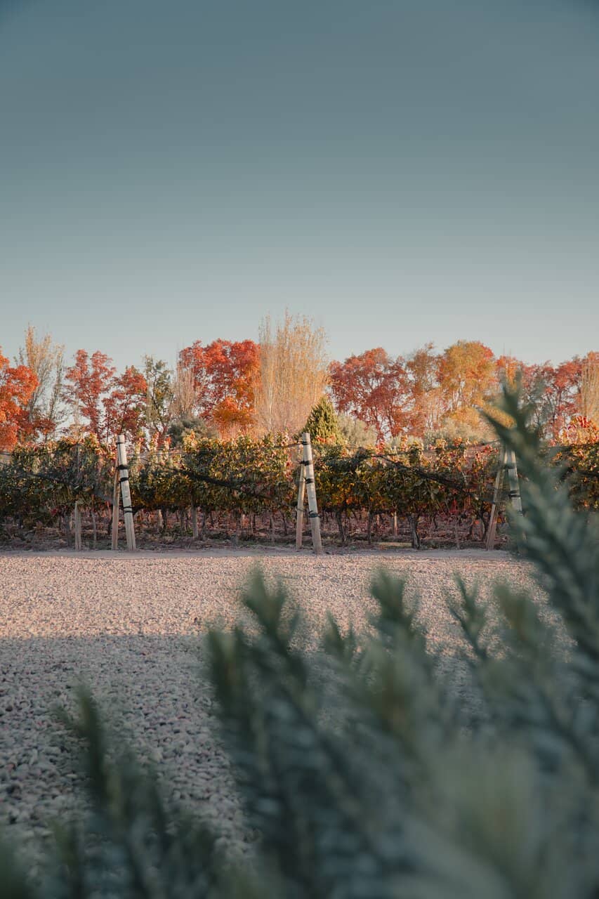 Wine Tasting & Education