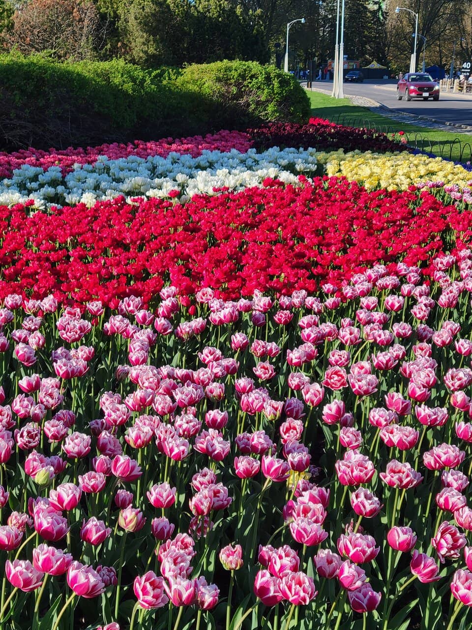 Canadian Tulip Festival