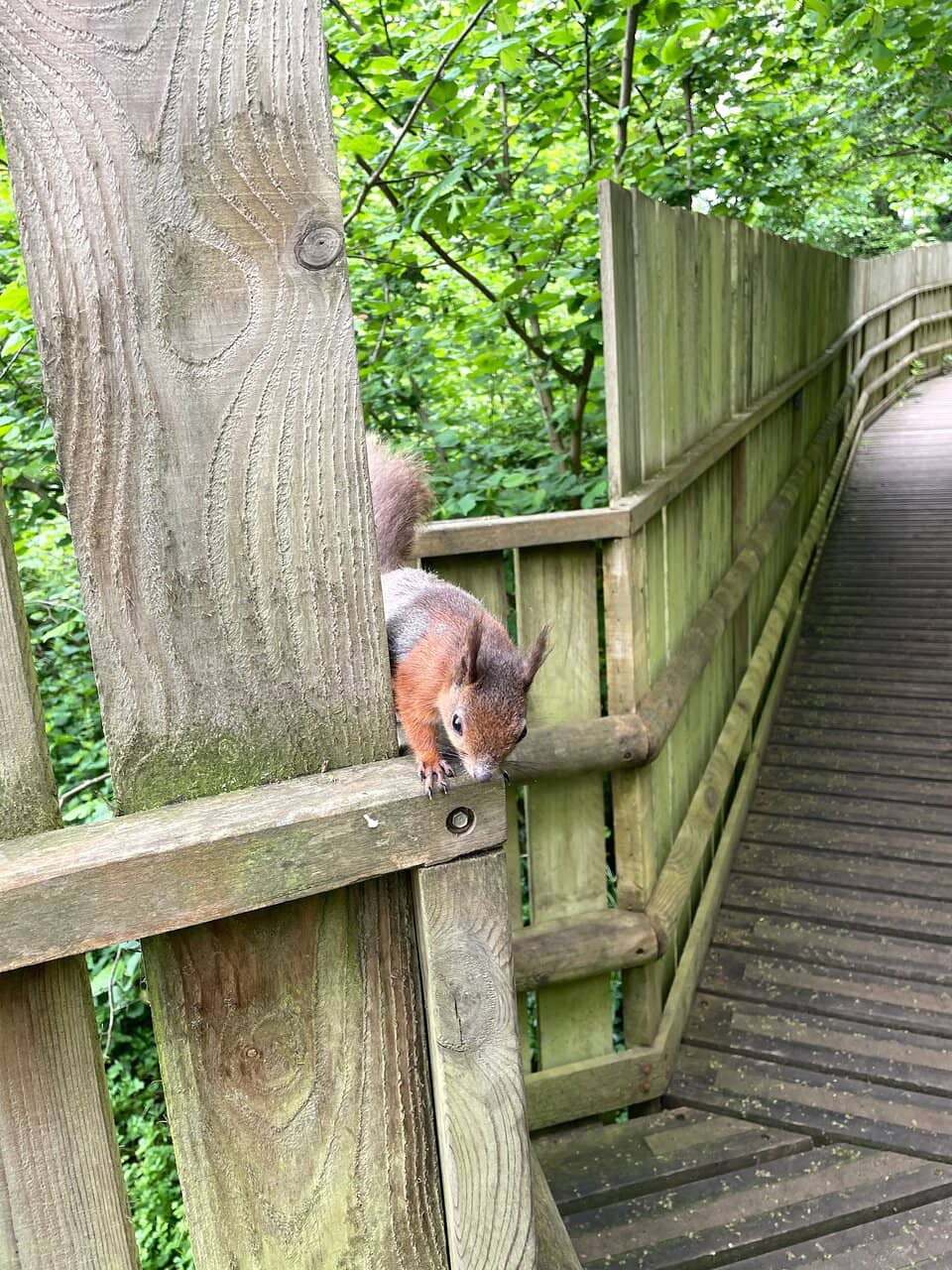 Woodland and Water Meadows