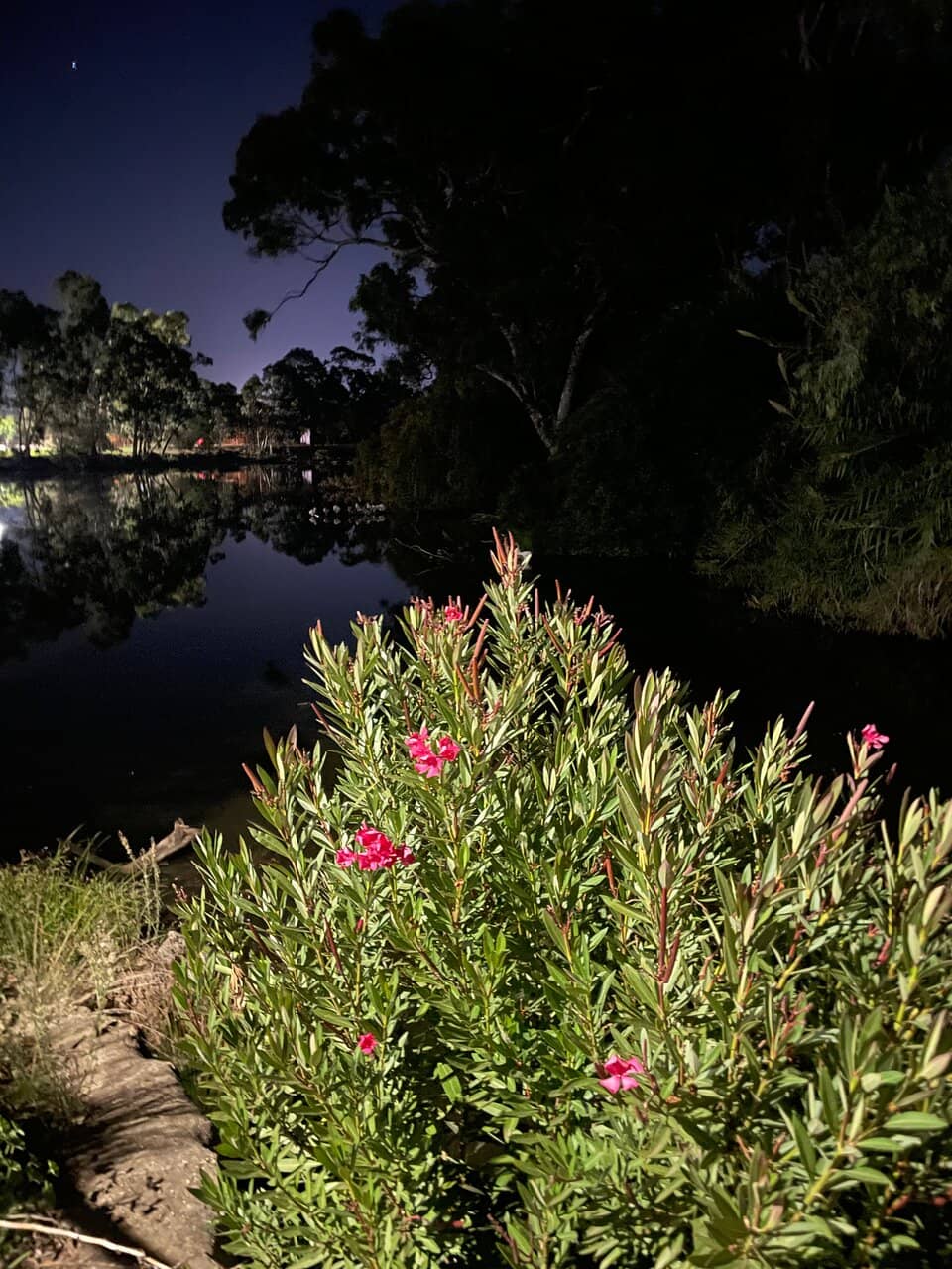 Lagoon Walk and Wildlife