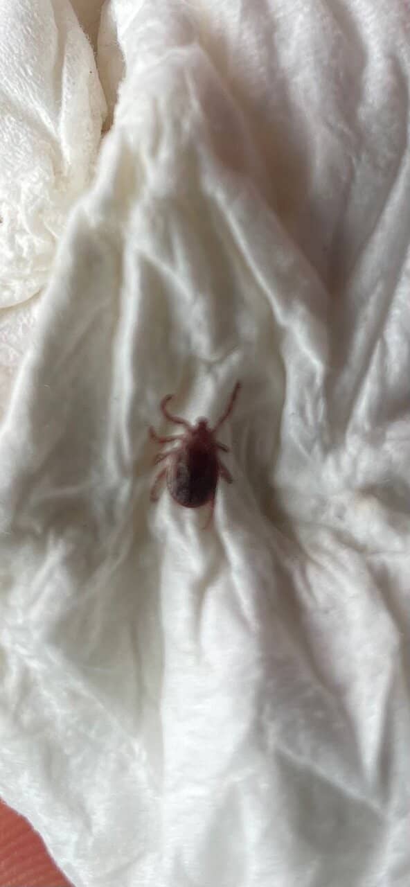 Beaver Activity Viewing