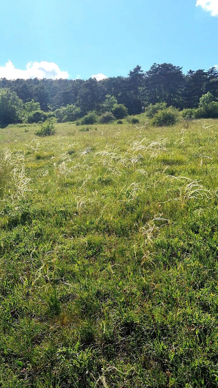 The Lodge with a View