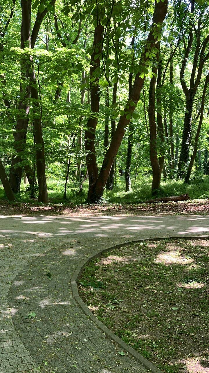 Japanese Katsura Tree