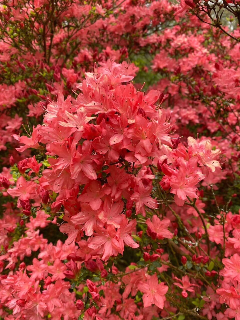 Enchanted Greenhouse