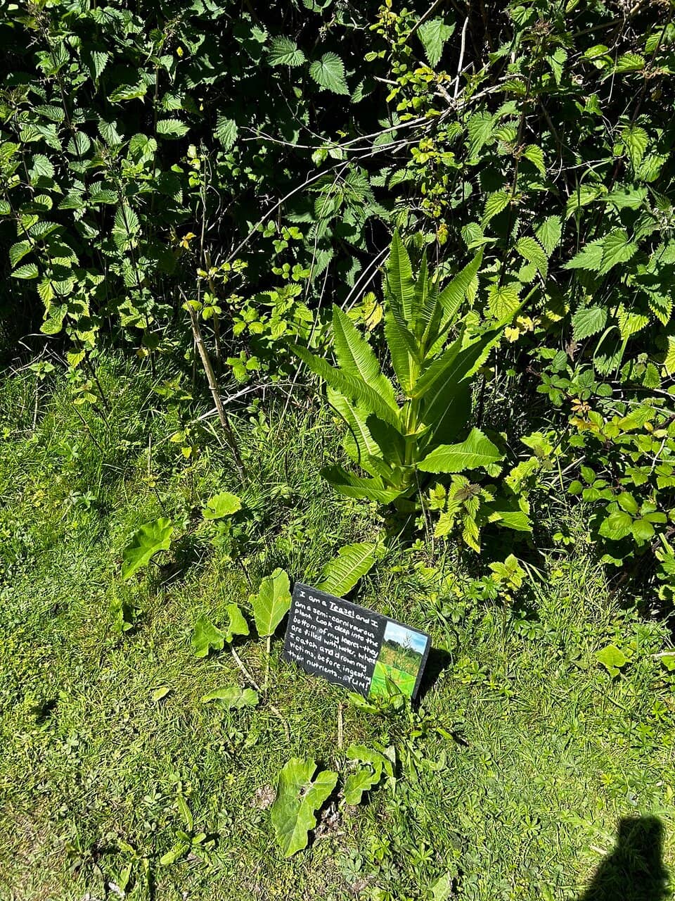 Peaceful Coastal Trails