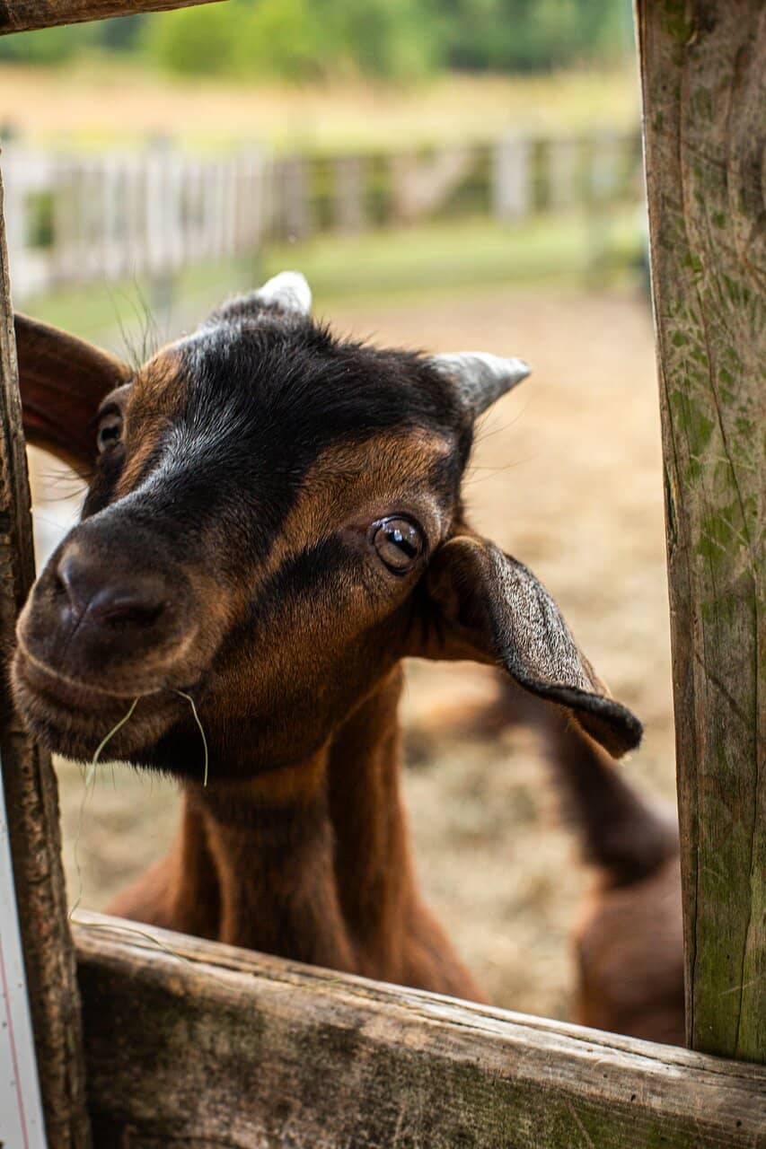 Adorable Farm Animals