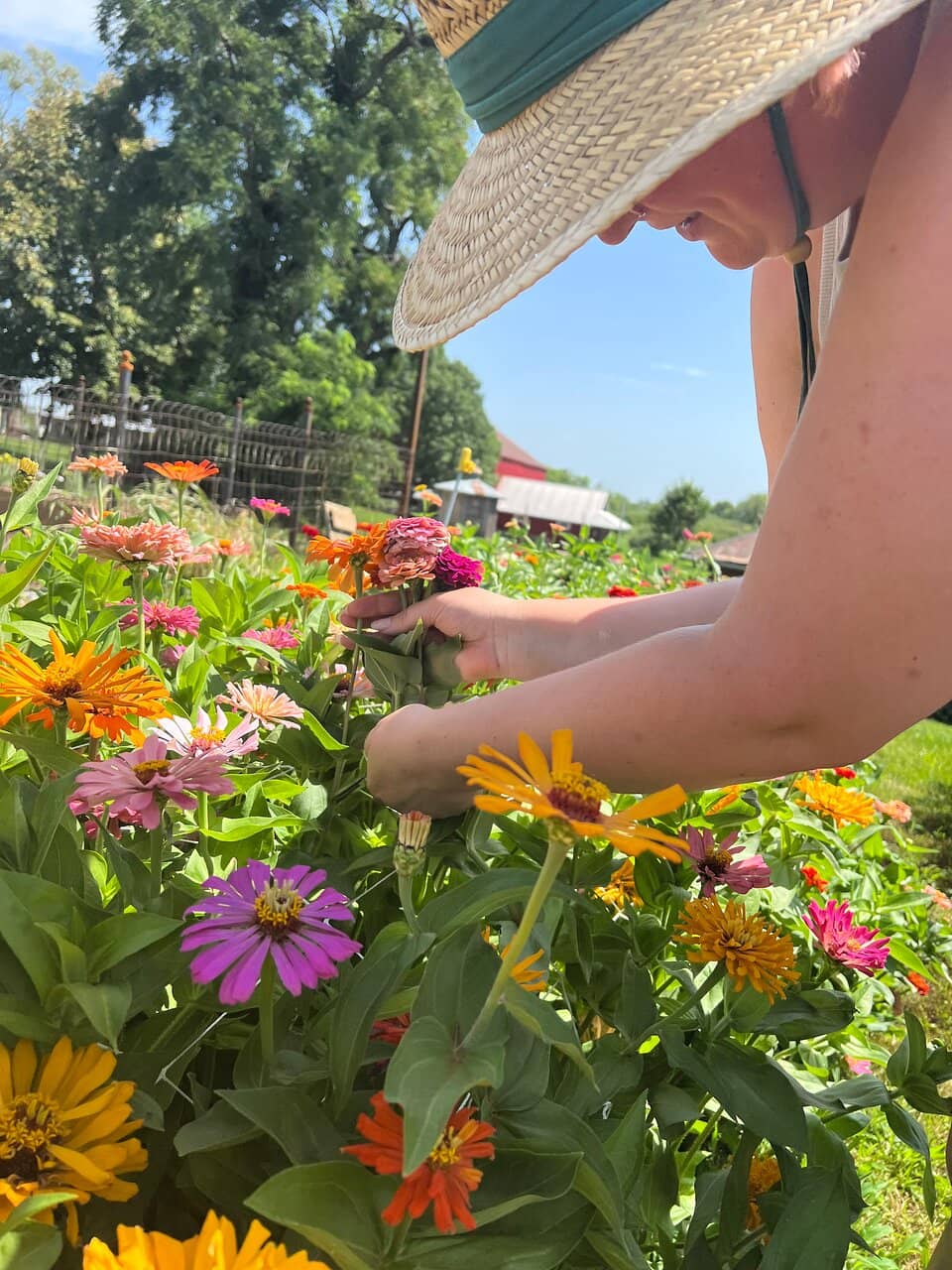 Apple Picking Adventure