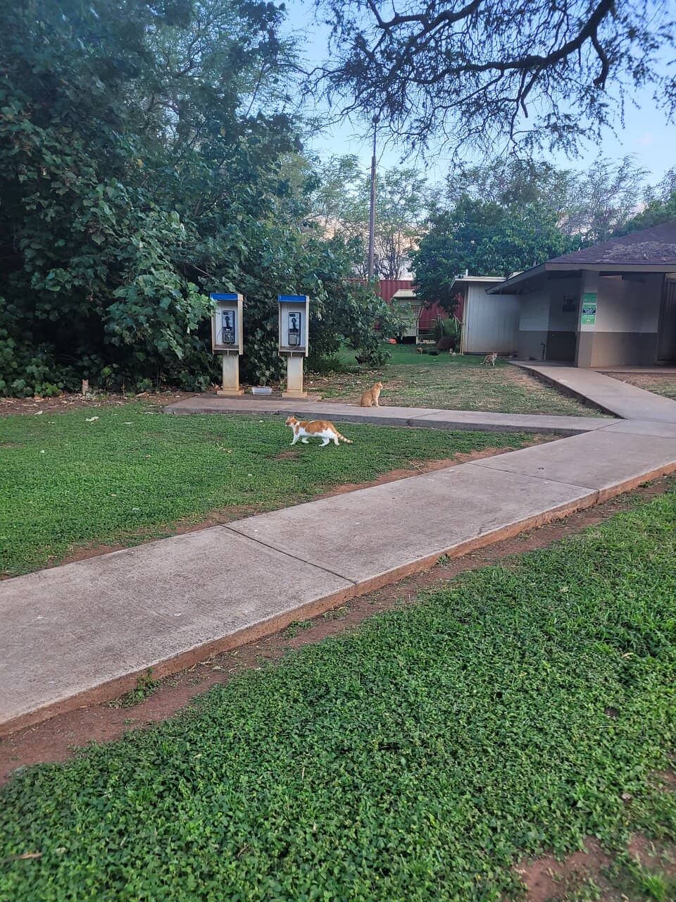 Tranquil Beach Strolls