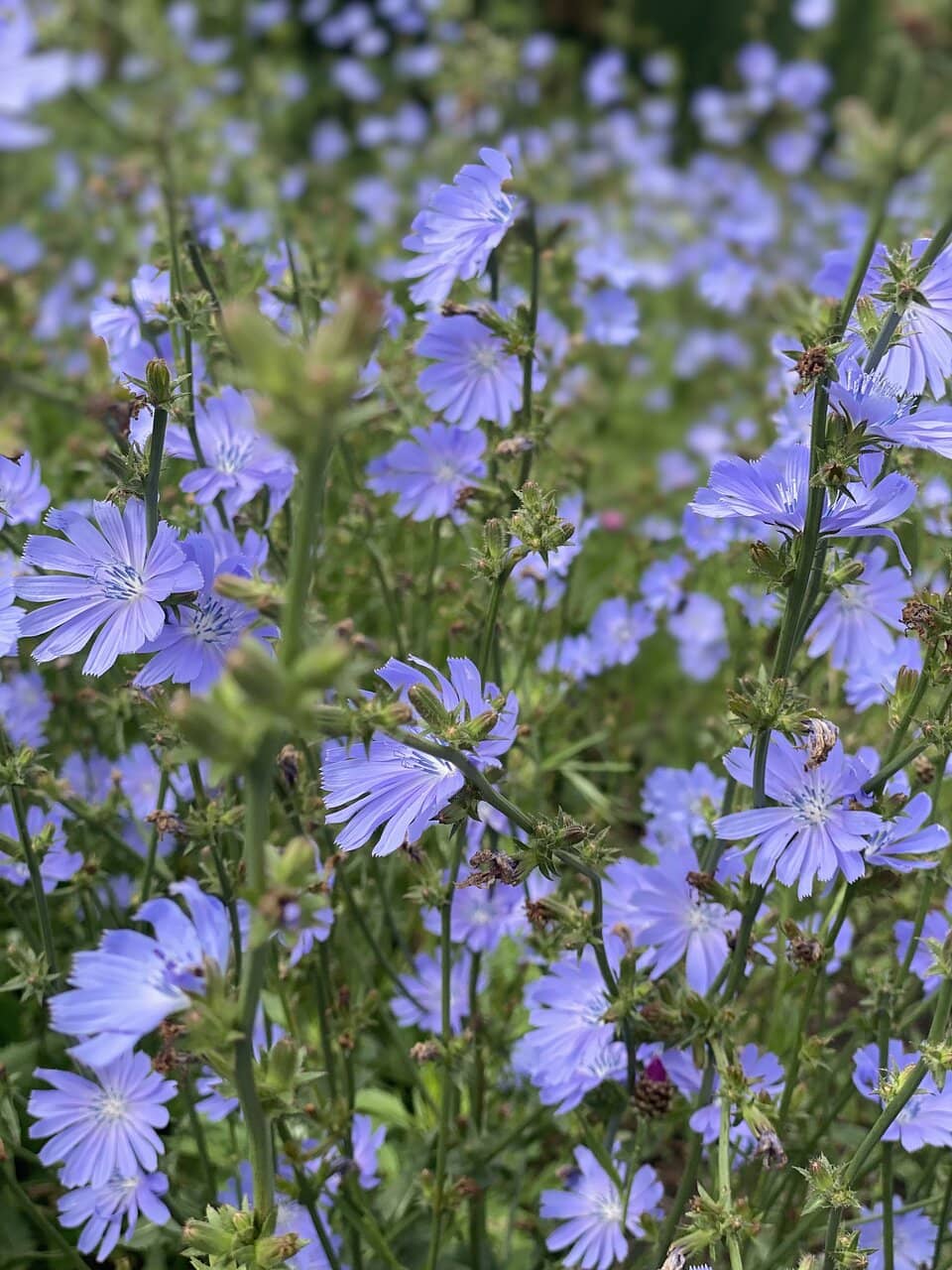 Monastic Life Insights