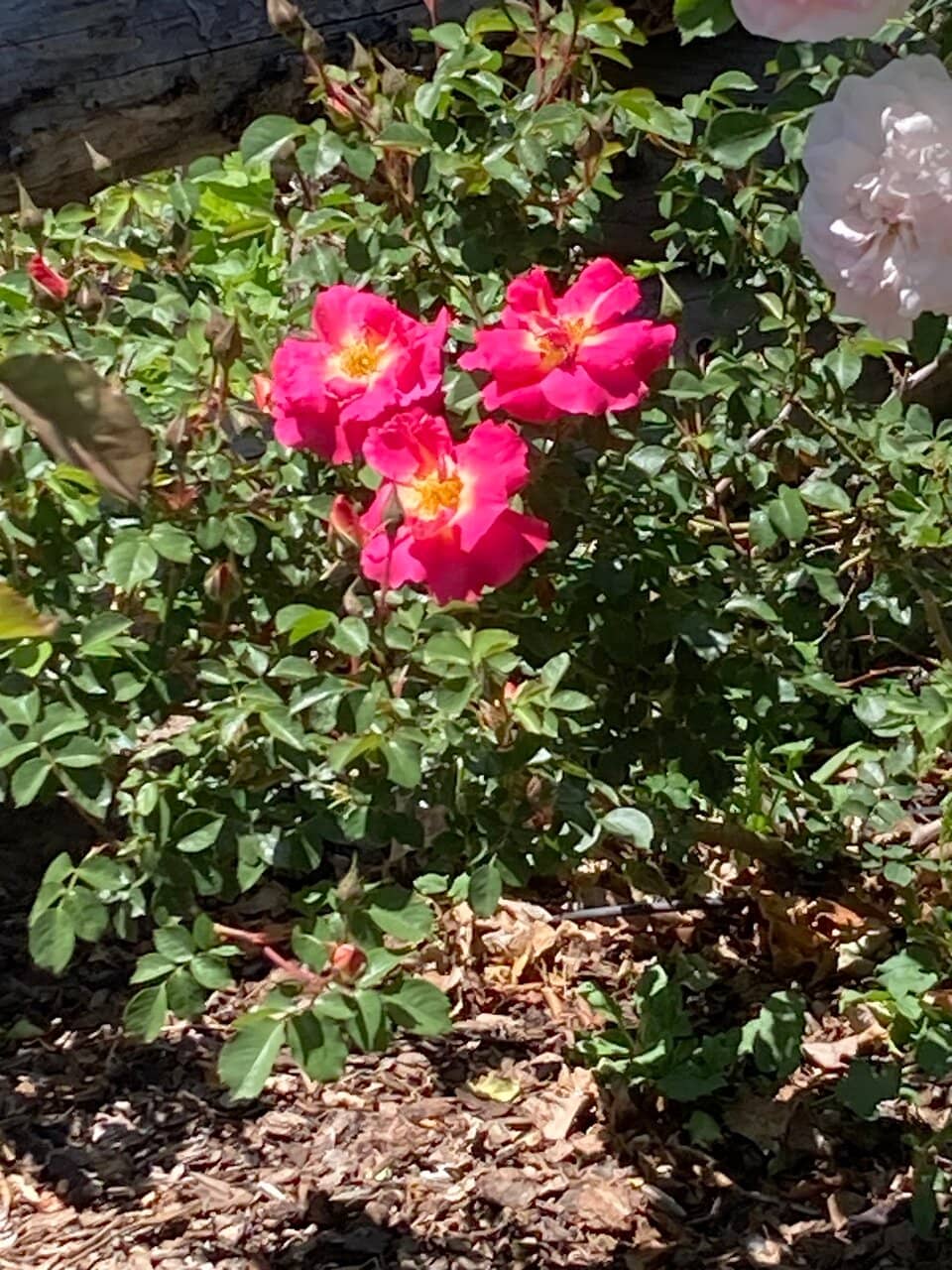 Native Plant Displays