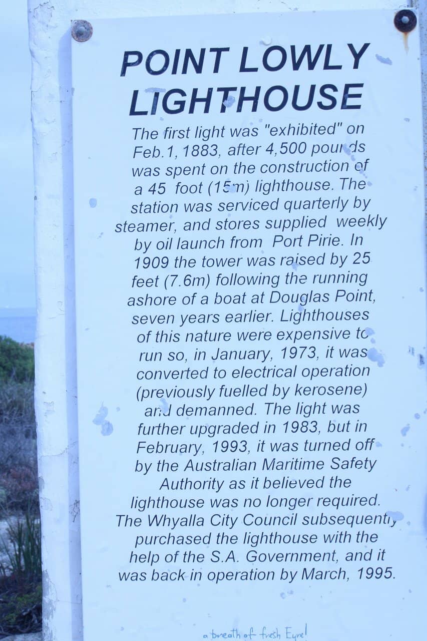 Giant Cuttlefish Aggregation