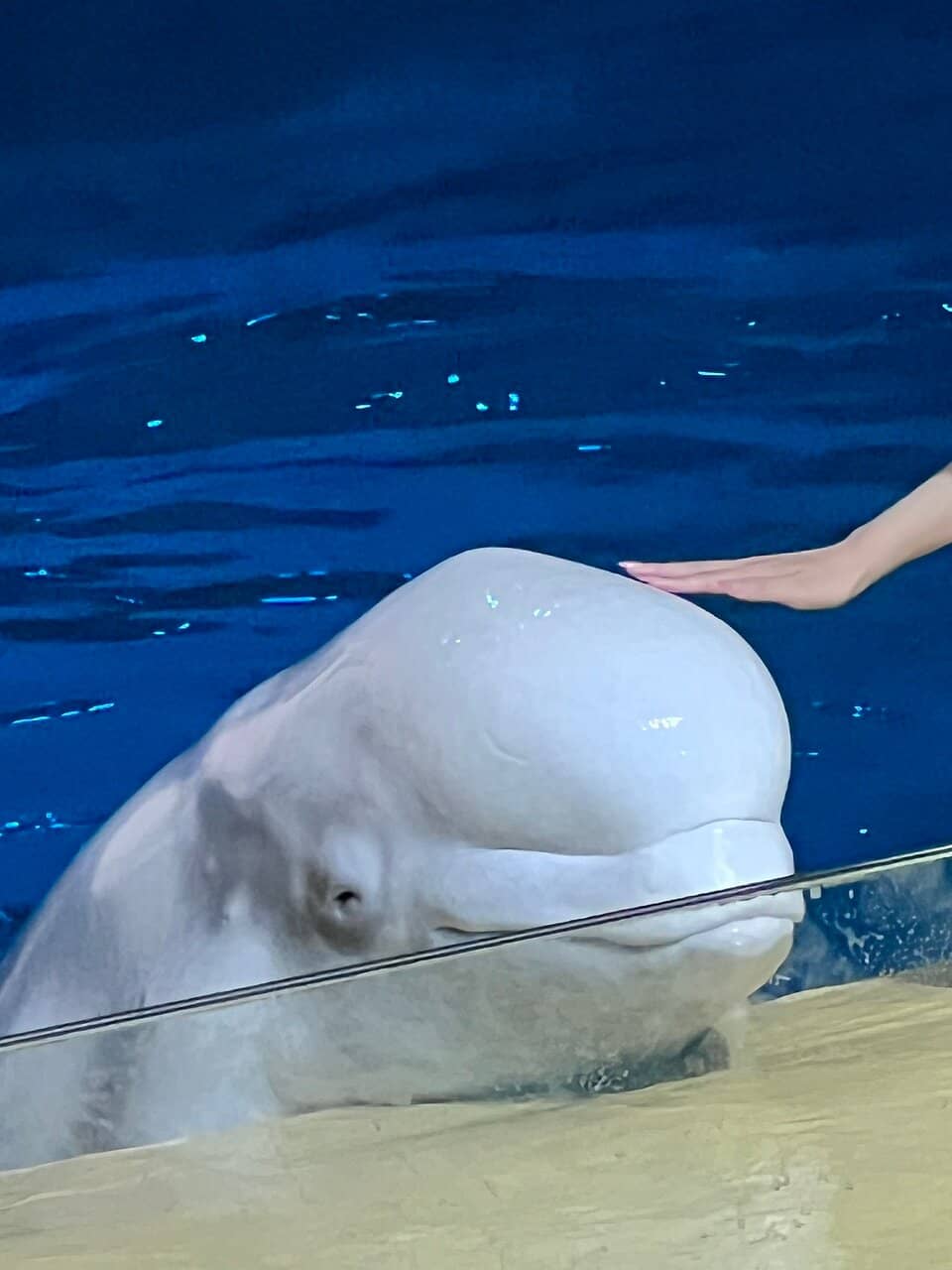 Beluga Whale Encounter