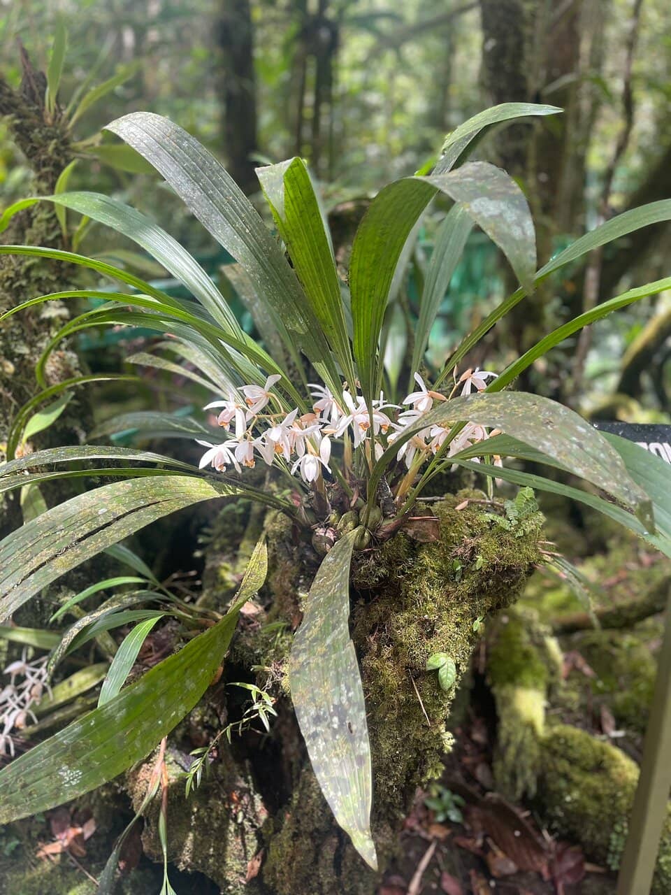 Tranquil Forest Trails